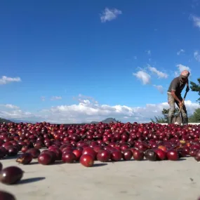 Finca la Nueva Montana Natural Red Catuaí - Fraijanes